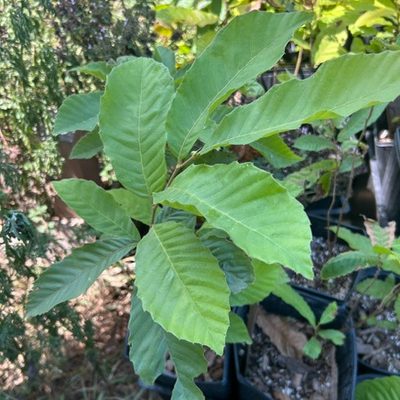 Peach chestnut seedling